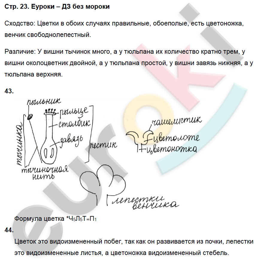 Гдз по биологии 5 класс: пасечник в. в.