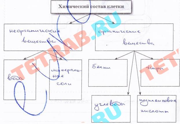 Рабочая тетрадь к учебнику по биологии пасечника 5 класс – гдз решебник по биологии 5 класс рабочая тетрадь пасечник