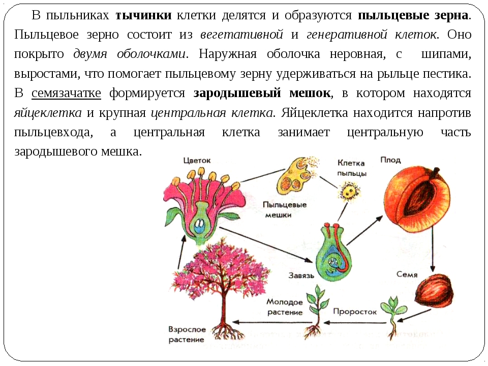 Биология 5-6 пасечник учебник §46-49