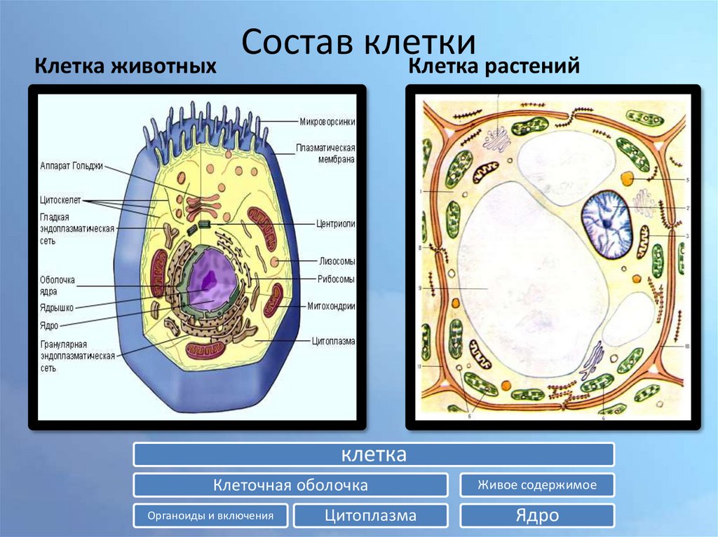 Гдз решебник рабочая тетрадь биология 6 класс линия жизни пасечник