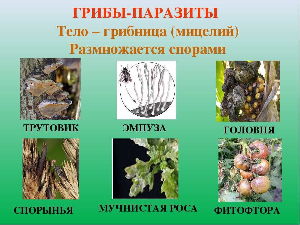 § 16. грибы-паразиты / биология 5 класс. пасечник