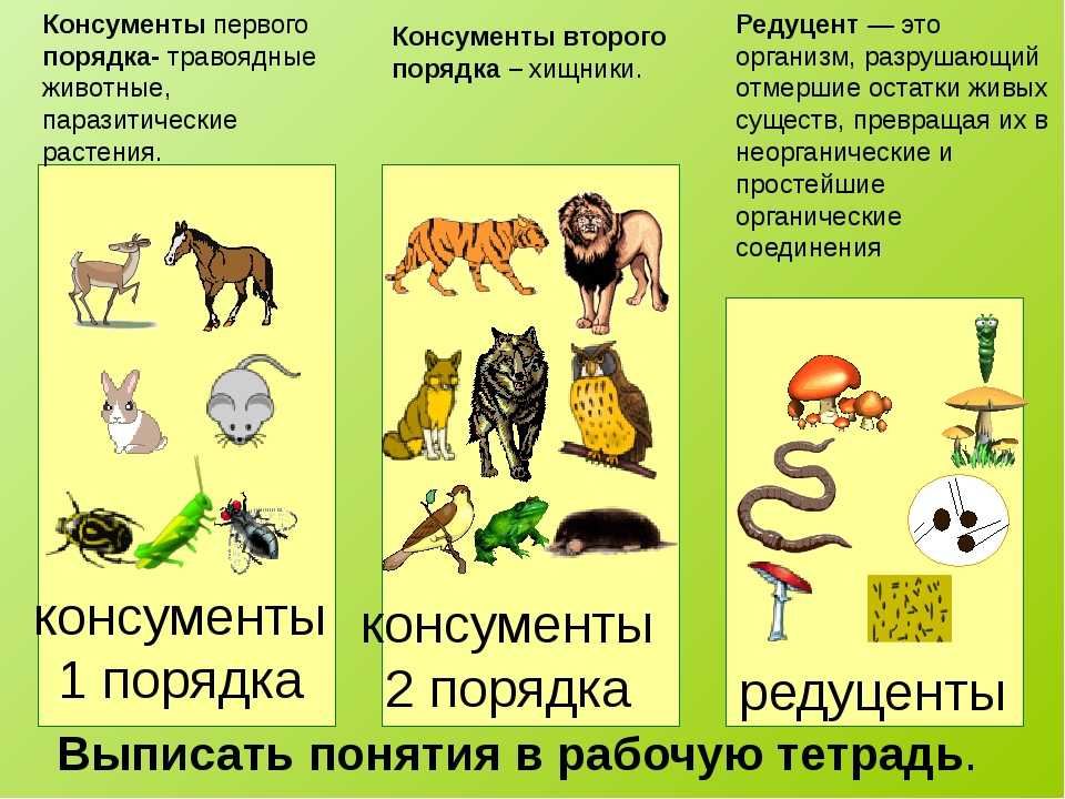 Гдз по биологии 6 класс учебник пасечник, суматохин, гапонюк