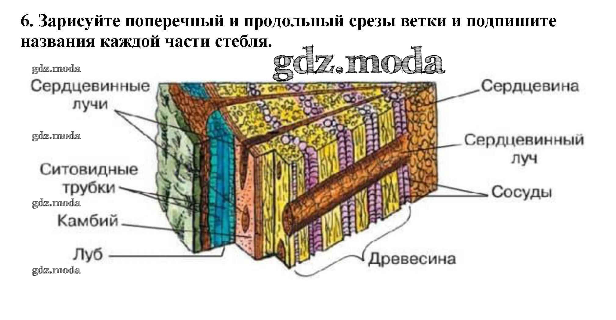 Гдз по биологии 5‐6 класс  пасечник  линия жизни