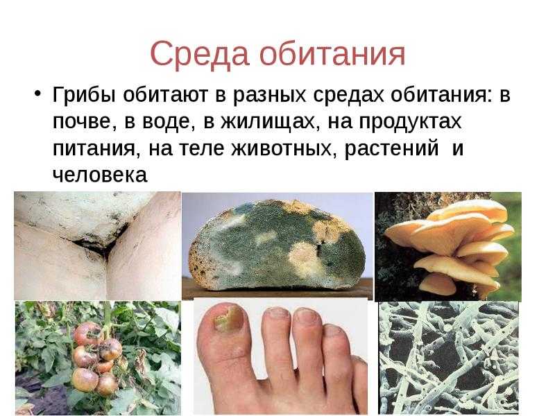 Гдз решебник по биологии 5-6 класс пасечник, суматохин, калинова, гапонюк учебник просвещение