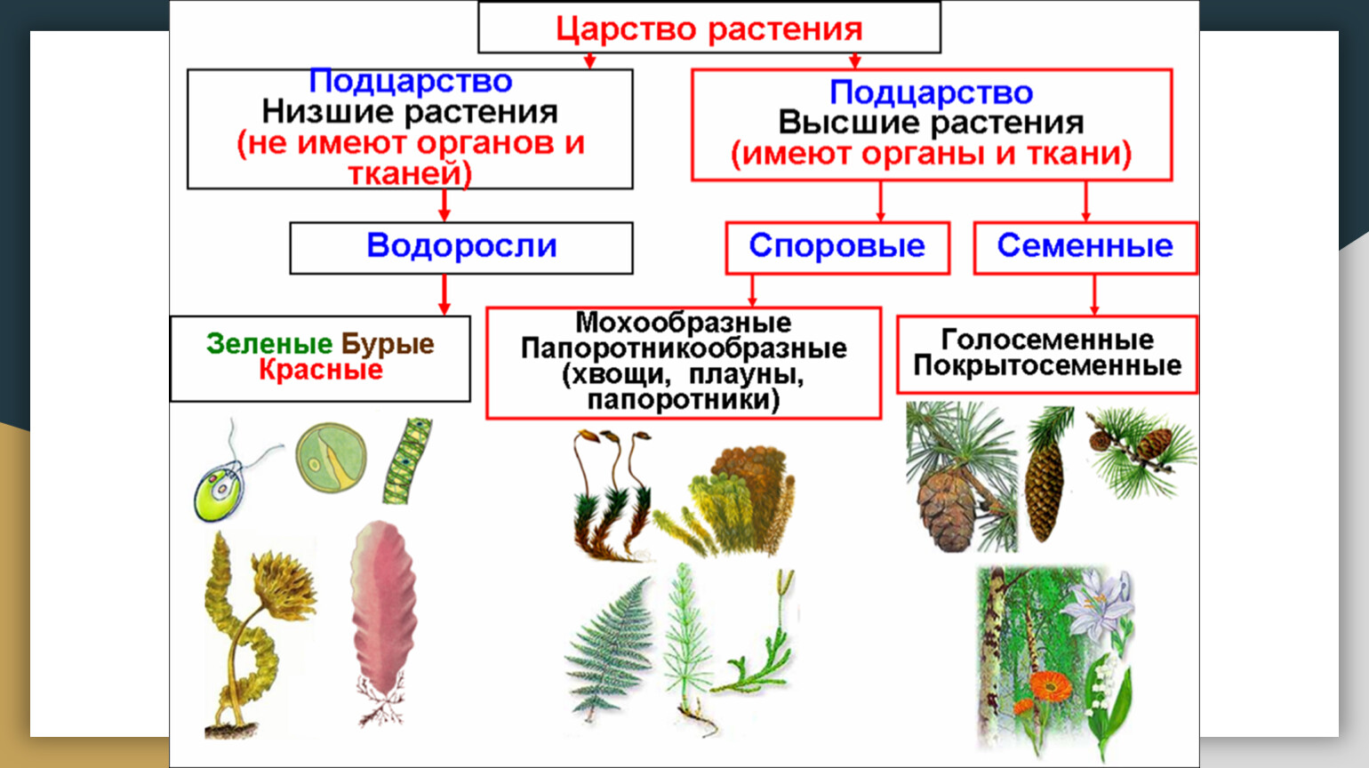 Гдз решебник по биологии 5 класс пасечник рабочая тетрадь дрофа