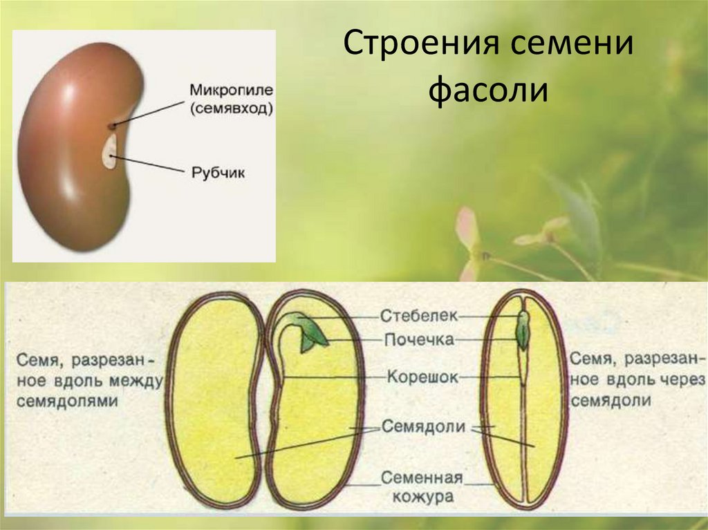 Ответы по биологии 5, 6 класс учебник пасечник, суматохин, калинова, гапонюк линия жизни   просвещение