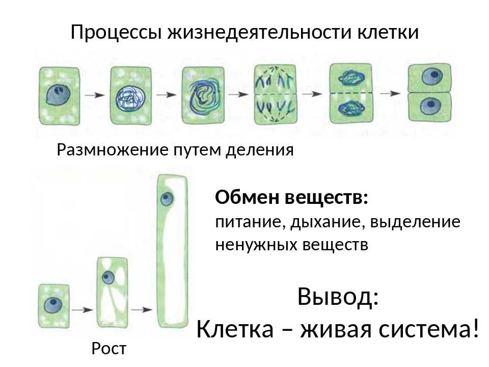 Гдз решебник биология 5 класс рабочая тетрадь линия жизни «просвещение» пасечник, суматохин, калинова.