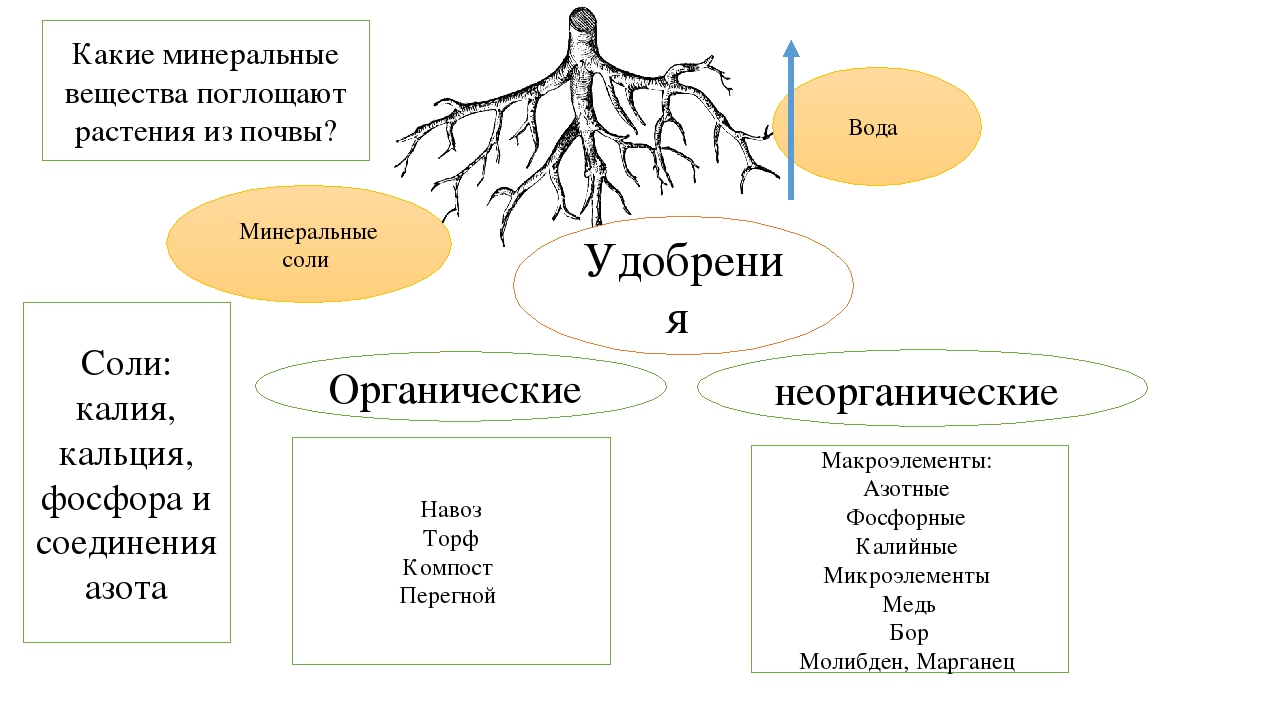 § 32. выделение у растений и животных