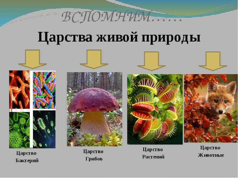 Гдз: биология 5-6 класс пасечник, суматохин, калинова, гапонюк - учебник