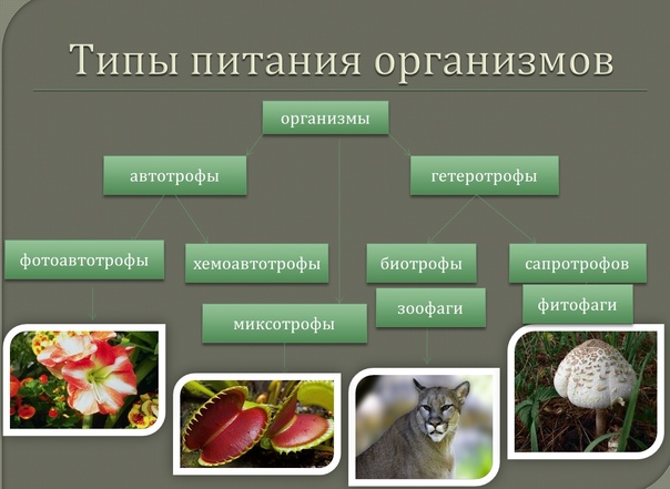 Гдз решебник биология 6 класс учебник «дрофа» пасечник.