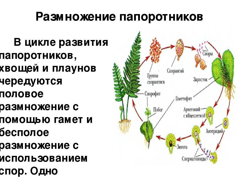Гдз рф - готовые ответы по биологии для 5 класса рабочая тетрадь пасечник в.в., швецов г.г. линейный курс  просвещение