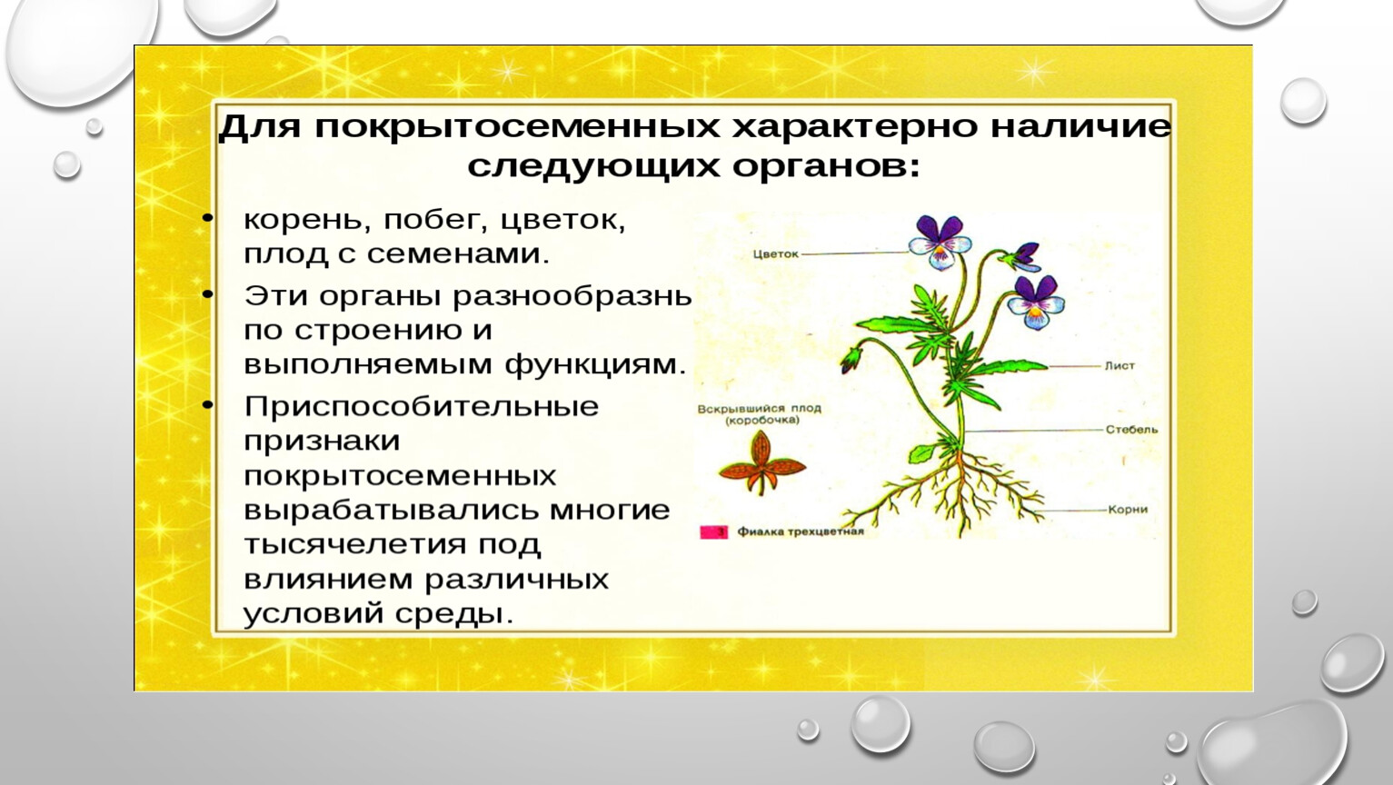Гдз по биологии за 5 класс рабочая тетрадь  пасечник, суматохин