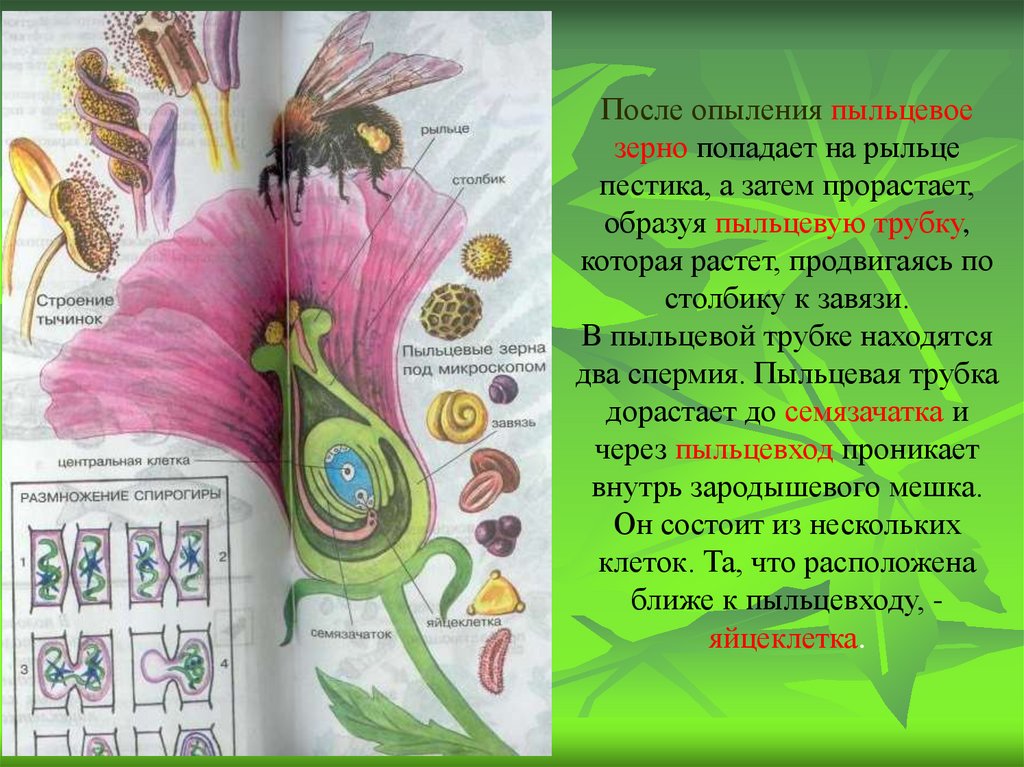 Гдз решебник по биологии 5-6 класс пасечник, суматохин, калинова, гапонюк учебник просвещение