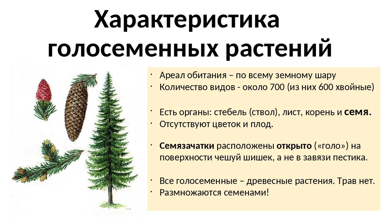 ГДЗ Биология 5 класс рабочая тетрадь Линия Жизни В В Пасечник параграф 19 Голосеменные растения Номер 7 Заполните таблицу Значение голосеменных растений в природе и жизни человека Систематическая группа Представители Значение в природе и жизни человека