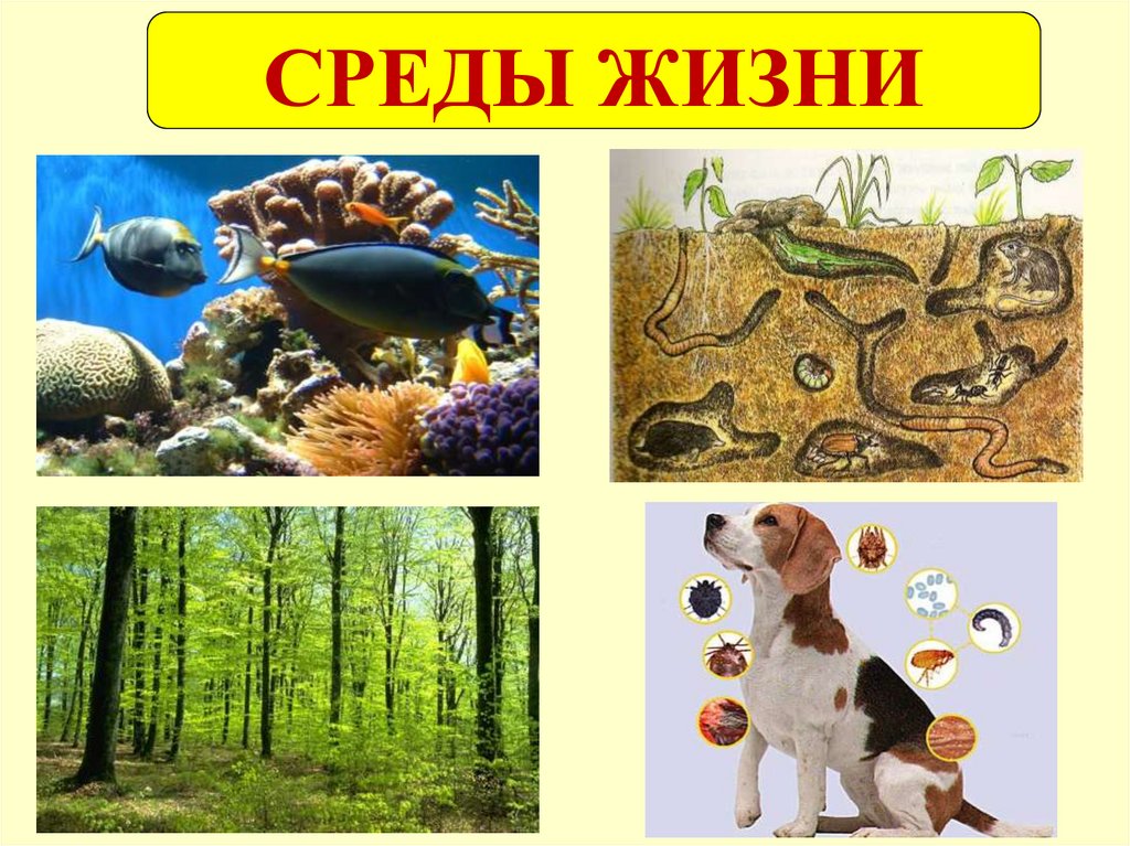 Среды обитания живых организмов (тест, ответы) — 5 класс