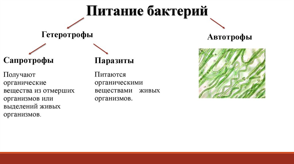 Ответы по биологии 5, 6 класс учебник пасечник, суматохин, калинова, гапонюк линия жизни   просвещение