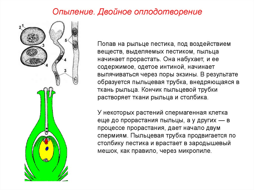 Гдз биология 5-6 класс пасечник, суматохин, калинова, гапонюк - учебник